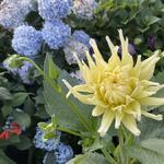 Dahlia 'Yellow star' - 