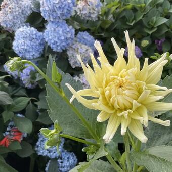 Dahlia 'Yellow star'