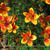 Bidens triplinervia 'Hawaiian Flare Orange Yellow Brush'