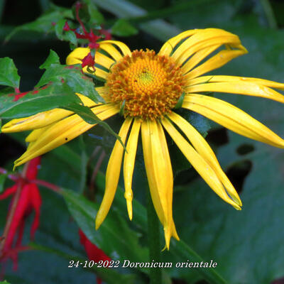 Doronicum orientale - Kaukasus-Gämswurz - Doronicum orientale