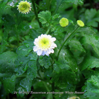 Tanacetum parthenium 'White Bonnet'