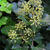 Hedera helix