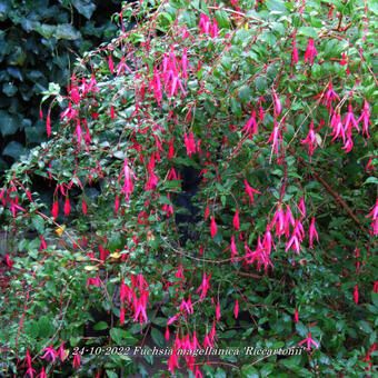 Fuchsia magellanica 'Riccartonii'