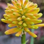 Kniphofia rooperi - Kniphofia rooperi