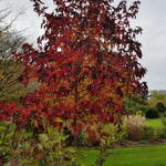 Liquidambar acalycina - 