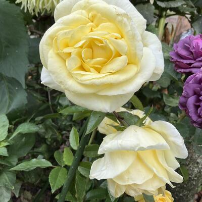 Rosa ‘Limona’ - 