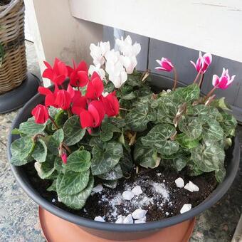 Cyclamen coum