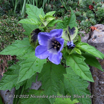 Nicandra physalodes 'Black Pod'