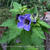 Nicandra physalodes 'Black Pod'