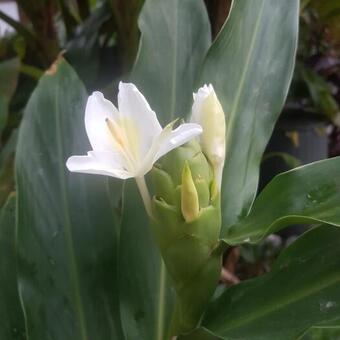 Hedychium coronarium