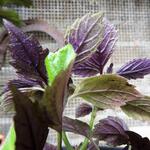 Plectranthus ciliatus - 