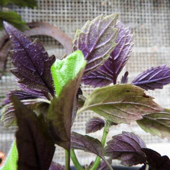 Plectranthus ciliatus