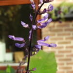 Plectranthus ciliatus - 