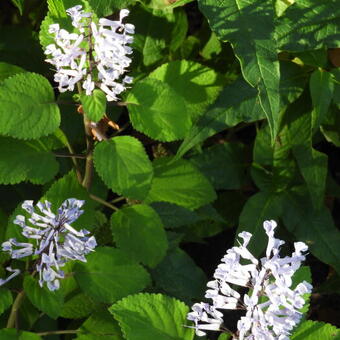 Plectranthus zuluensis