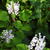 Plectranthus zuluensis