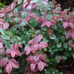 Loropetalum chinense 'Tang Dynasty' - 