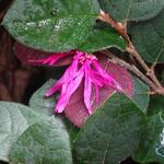 Loropetalum chinense 'Tang Dynasty' - 