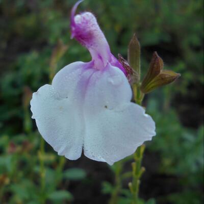 Salvia 'Dancing Dolls'