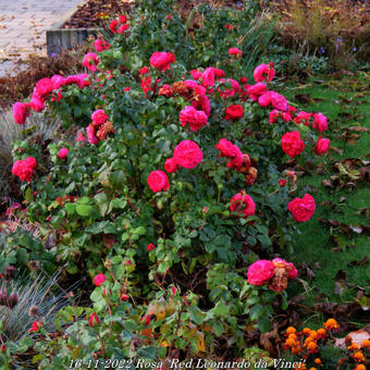 Rosa 'Red Leonardo da Vinci'