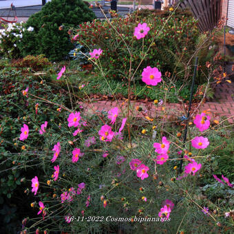 Cosmos bipinnatus