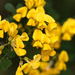 Hippocrepis emerus  - Strauchkronwicke - Hippocrepis emerus 