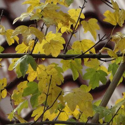 Érable champêtre - Acer campestre