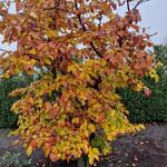 Styrax japonicus 'Evening Light' - 