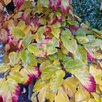 Styrax japonicus 'Evening Light' - 