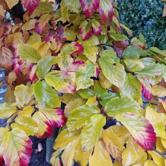 Styrax japonicus 'Evening Light'