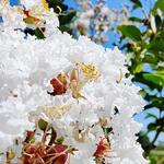 Lagerstroemia indica 'Kimono' - 