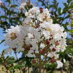 Lagerstroemia indica 'Kimono' - 