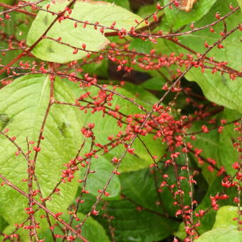 Persicaria virginiana 'Filiformis'