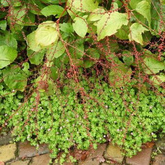 Persicaria runcinata Needham's form