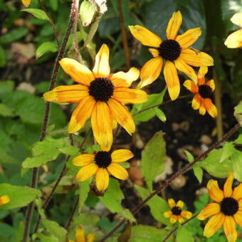 Rudbeckia triloba 'Prairie Glow'