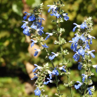 Salvia uliginosa