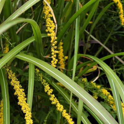 Solidago sphacelata 'Golden Fleece' - Solidago sphacelata 'Golden Fleece'