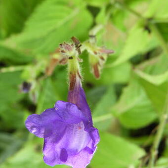 Strobilanthes atropurpureus