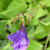 Strobilanthes atropurpureus