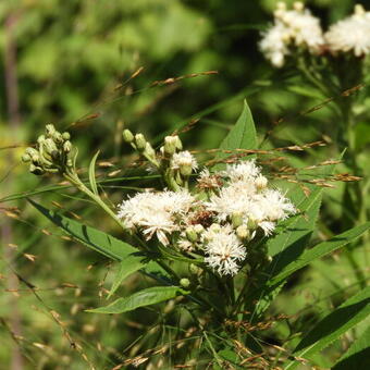 Vernonia crinita f. alba