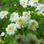 Tanacetum parthenium 'Sissinghurst White' - 