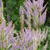 Veronicastrum virginicum 'Fascination'