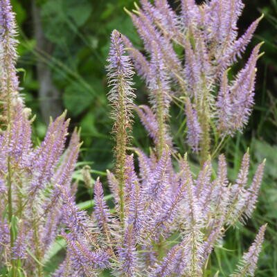 Veronicastrum virginicum 'Fascination' - Veronicastrum virginicum 'Fascination'