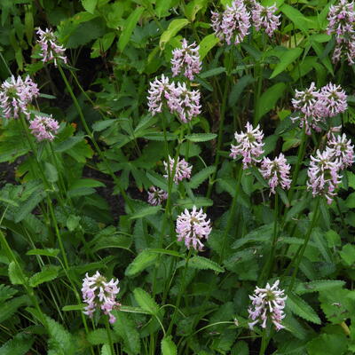 Stachys monieri 'Rosea' - Stachys monieri 'Rosea'