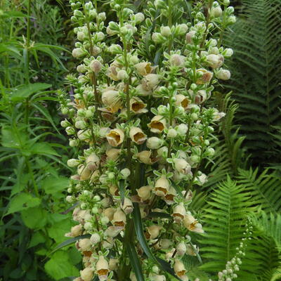 Digitalis stewartii - 