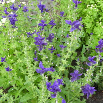 Salvia viridis 'Blue Monday'