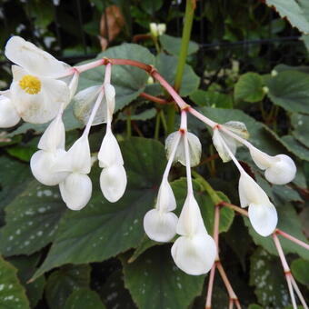 Begonia grandis 'Sparkle and Shine'