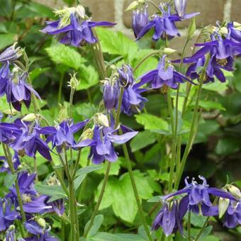 Aquilegia vulgaris 'Blue Barlow'