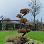 Larix kaempferi - Mélèze du Japon