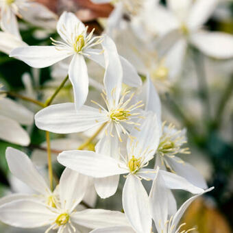 Clematis armandii