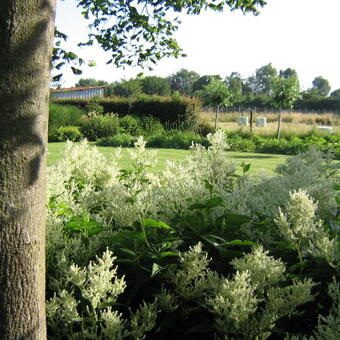 Persicaria polymorpha